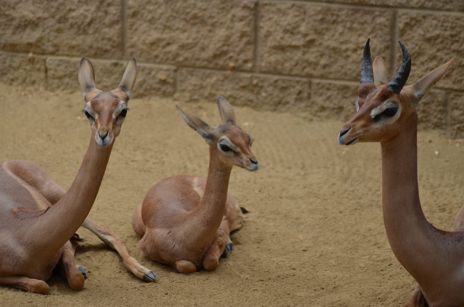 Gerenuk Youngsters