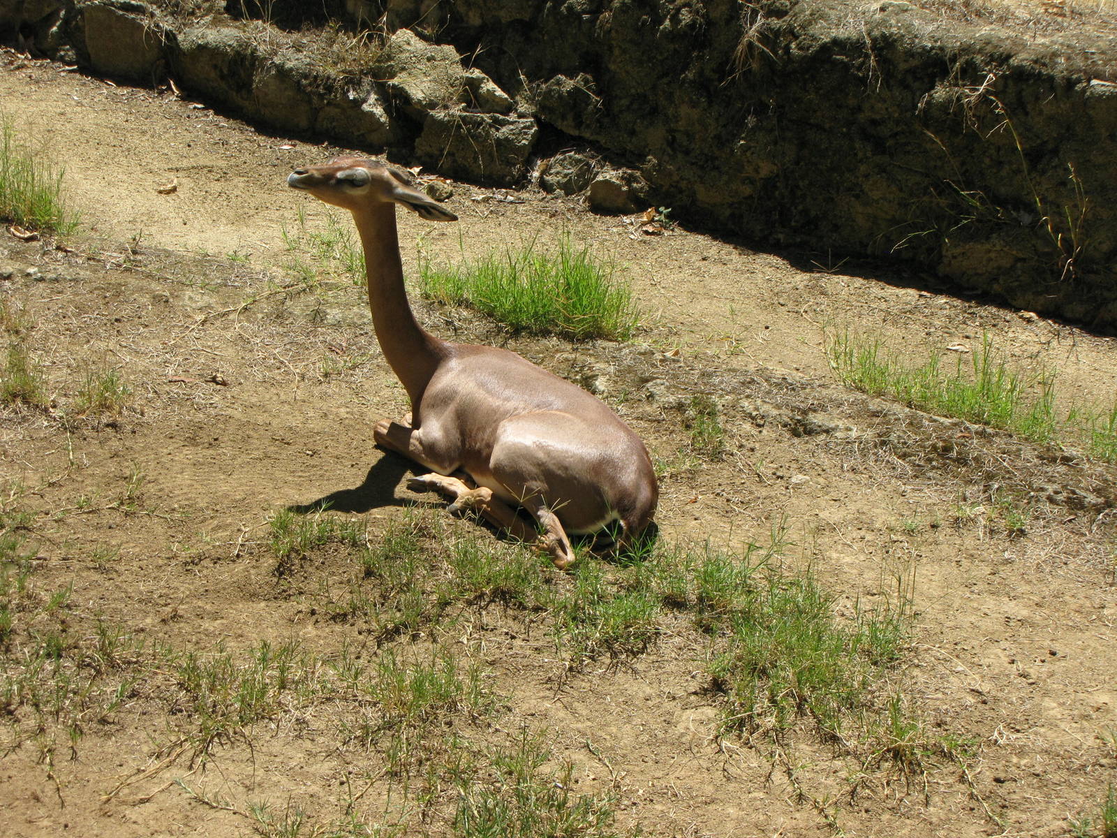 Gerenuk
