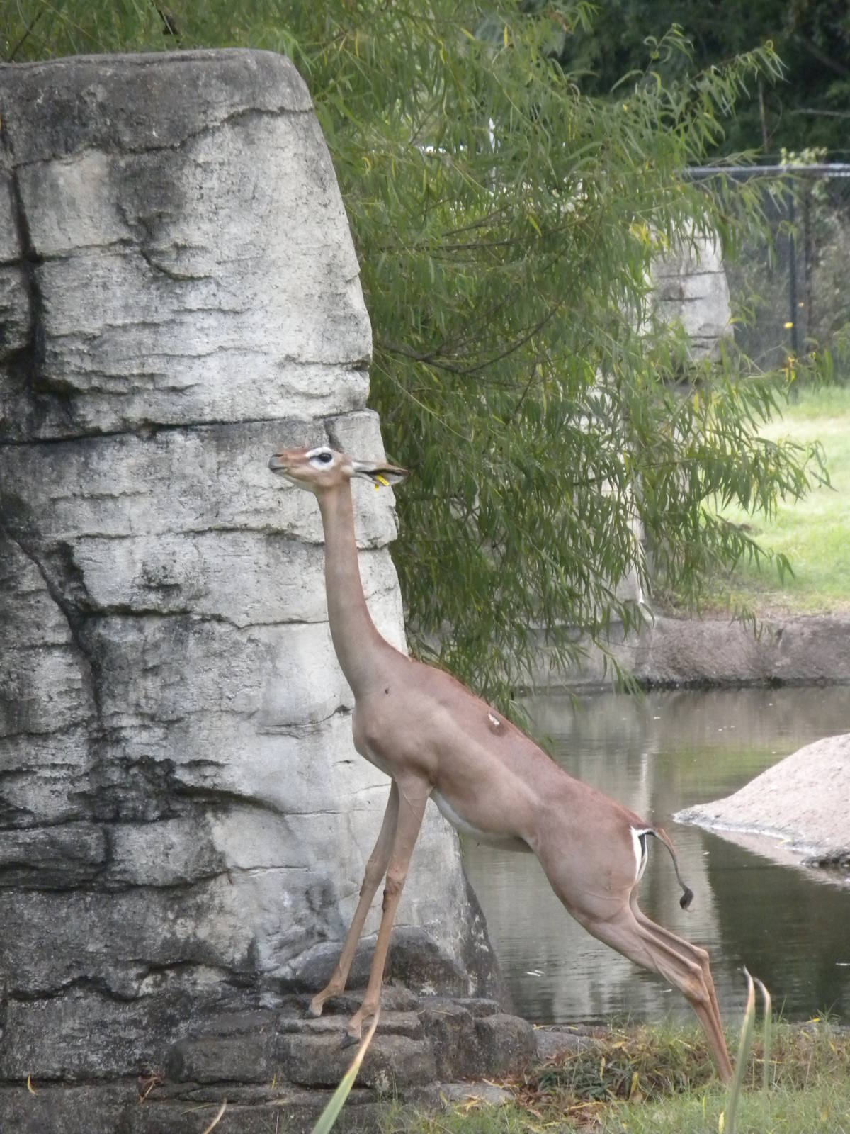 Gerenuk