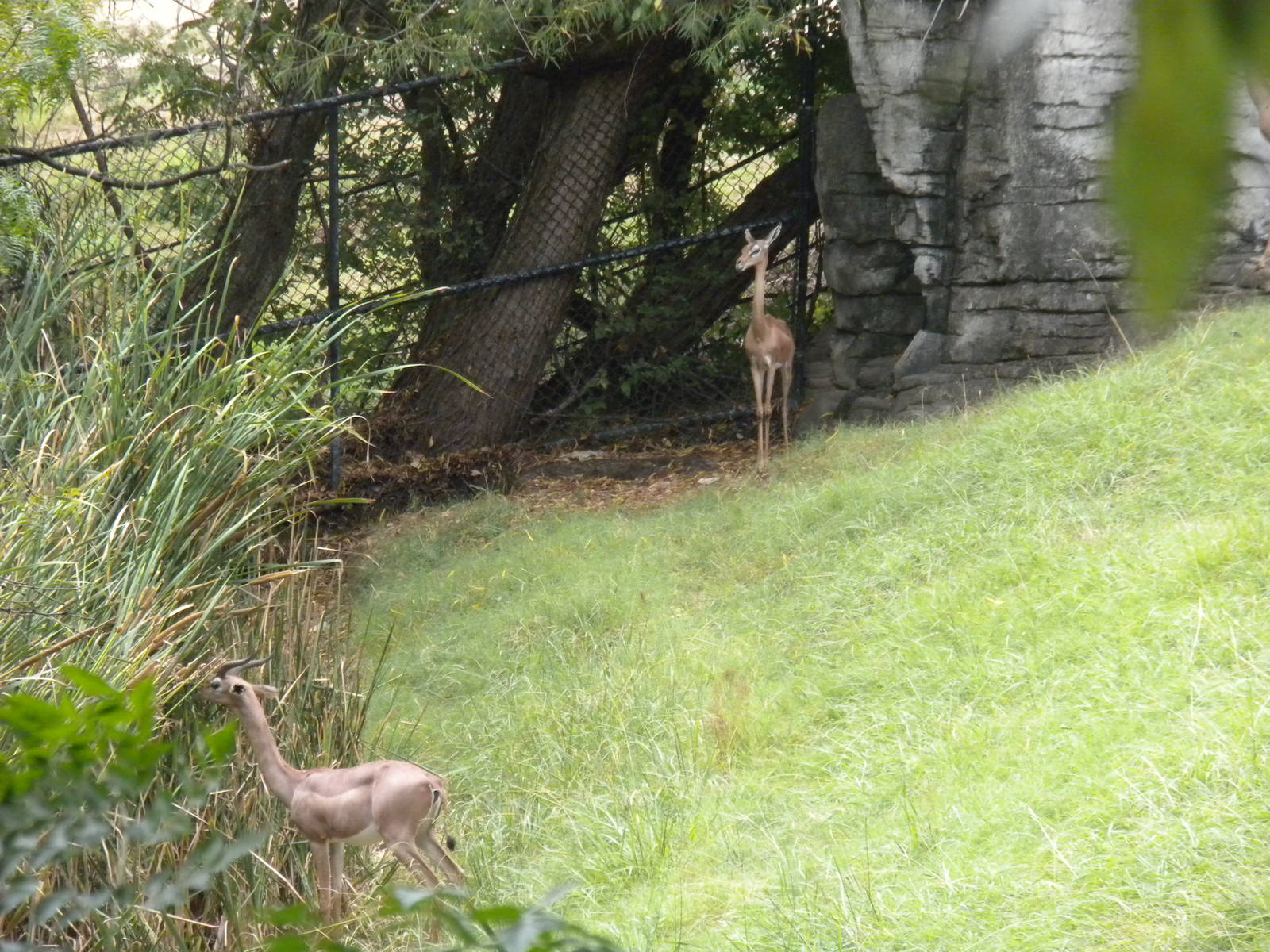 Gerenuk