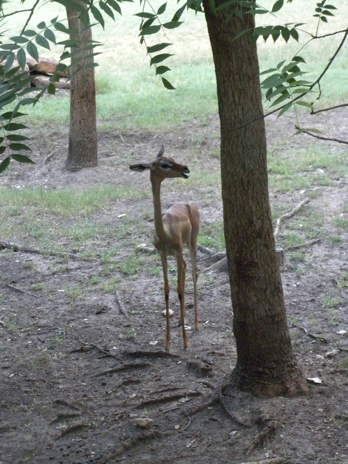 Gerenuk