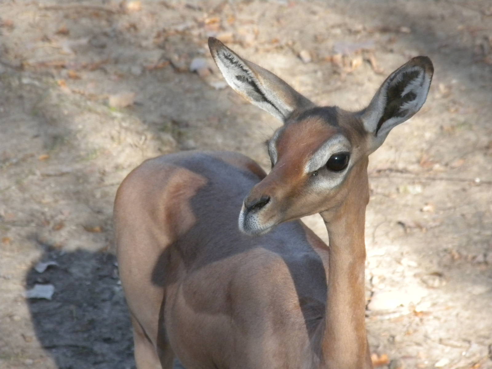 Gerenuk