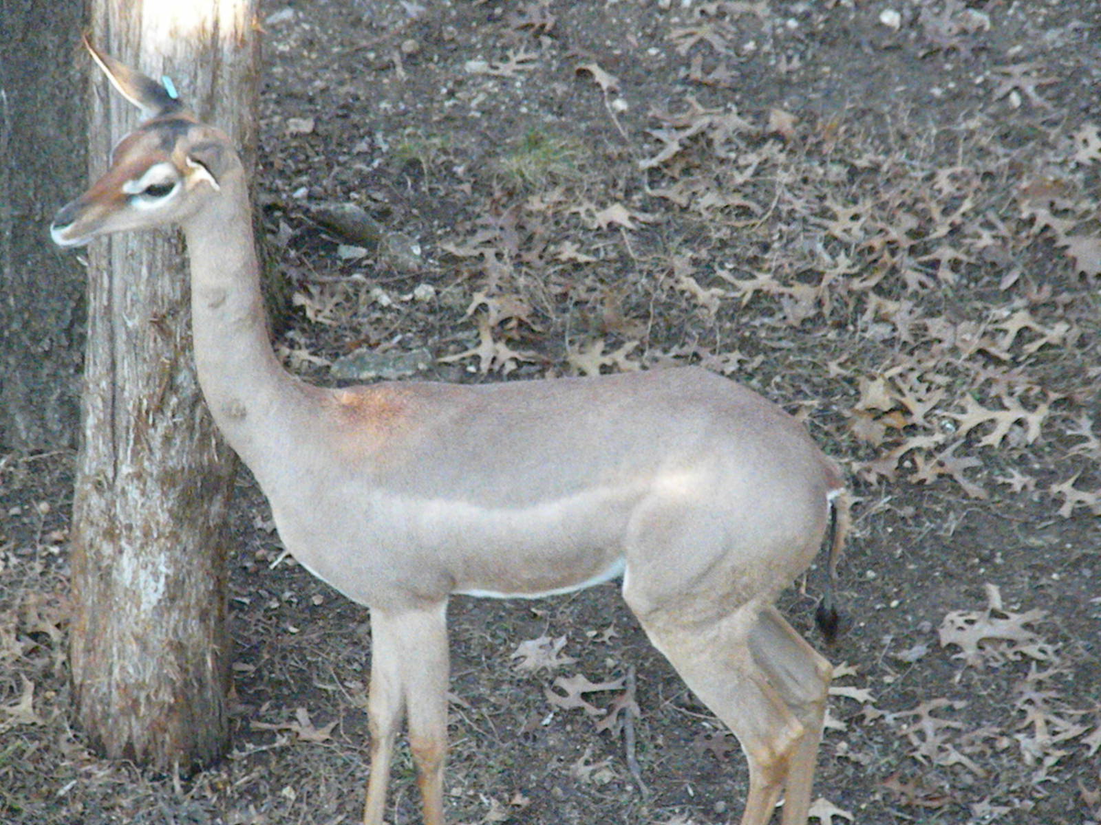 Gerenuk