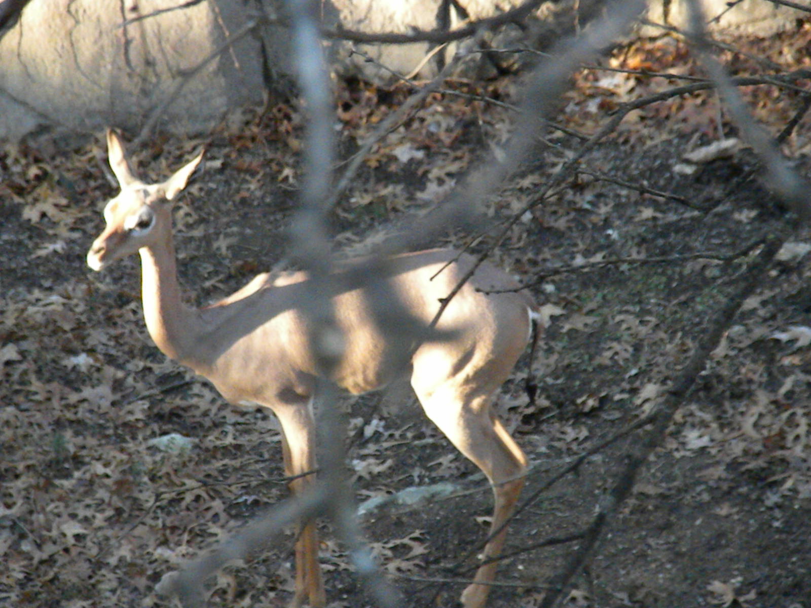 Gerenuk