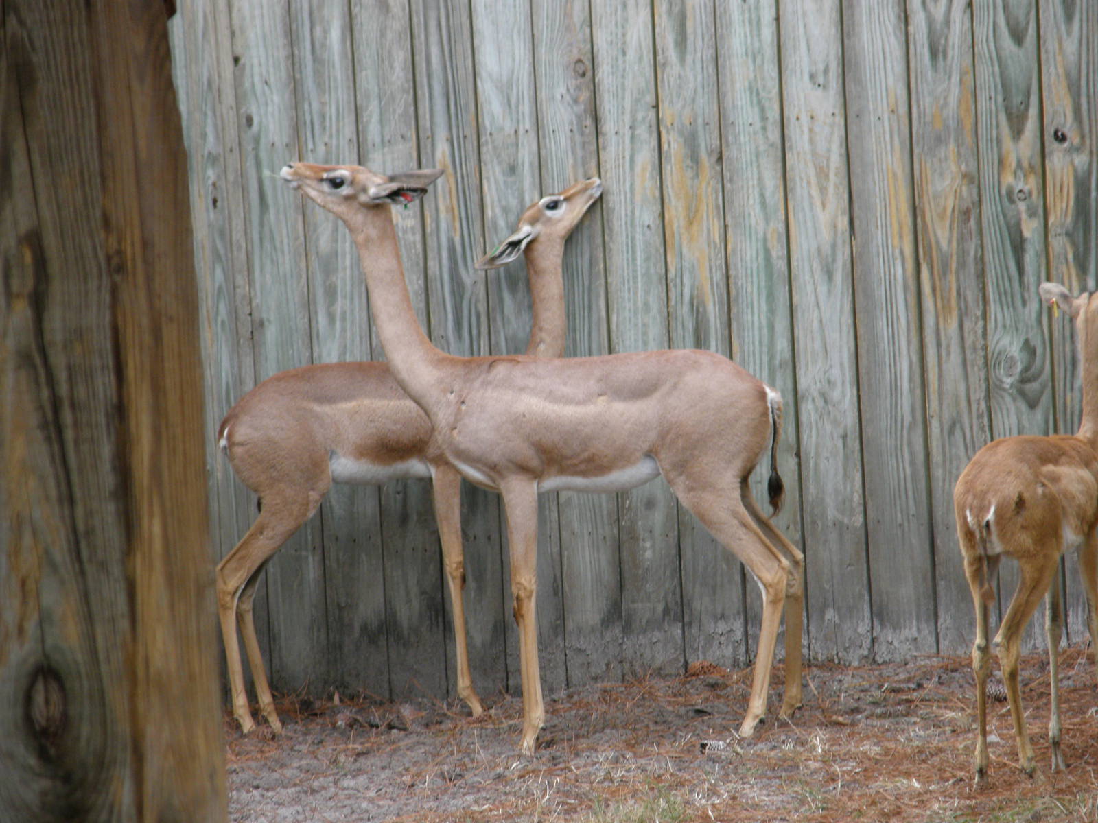 gerenuk