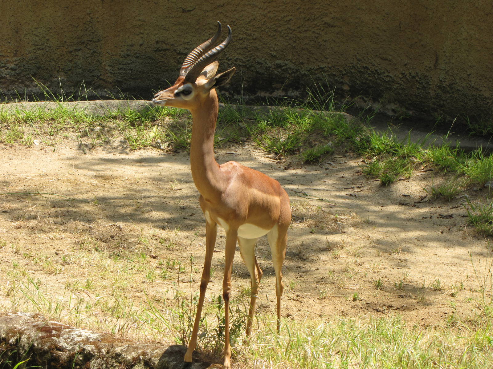 Gerenuk
