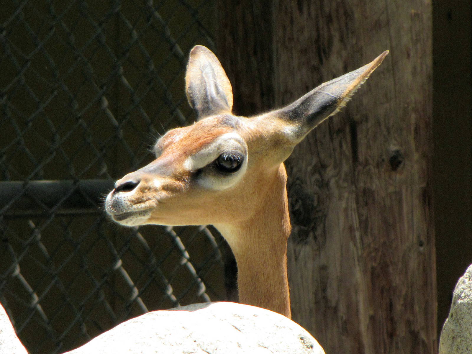 Gerenuk