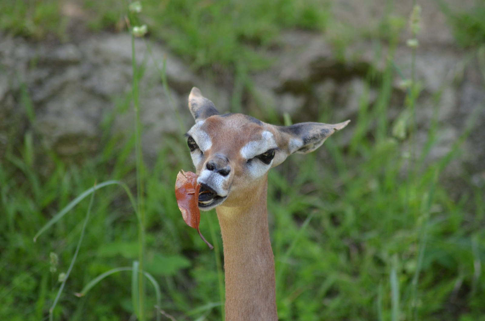Gerenuk