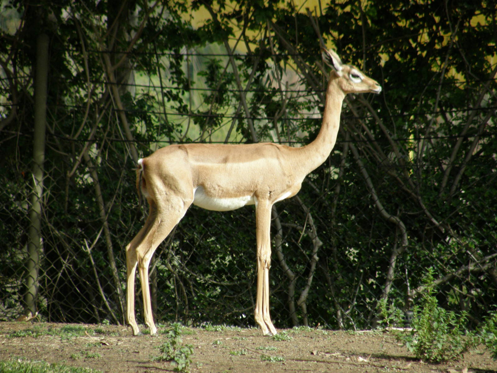 gerenuk