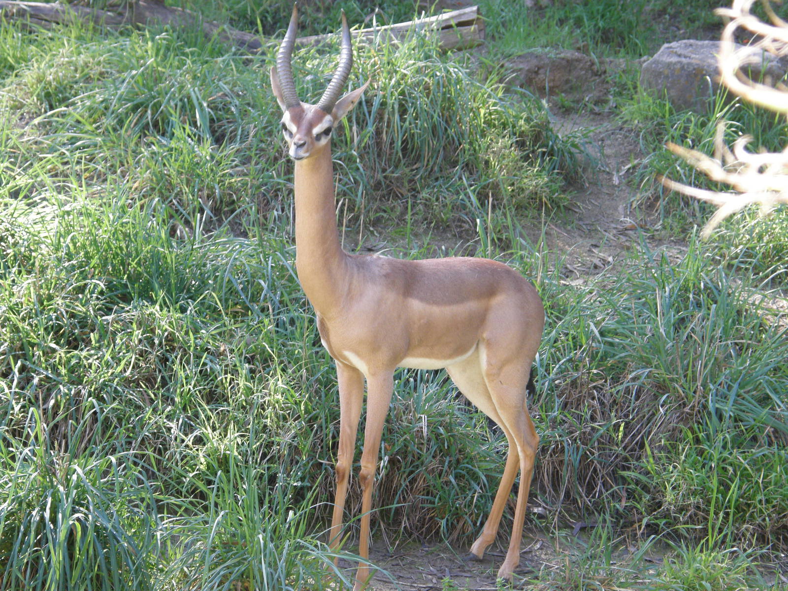 gerenuk