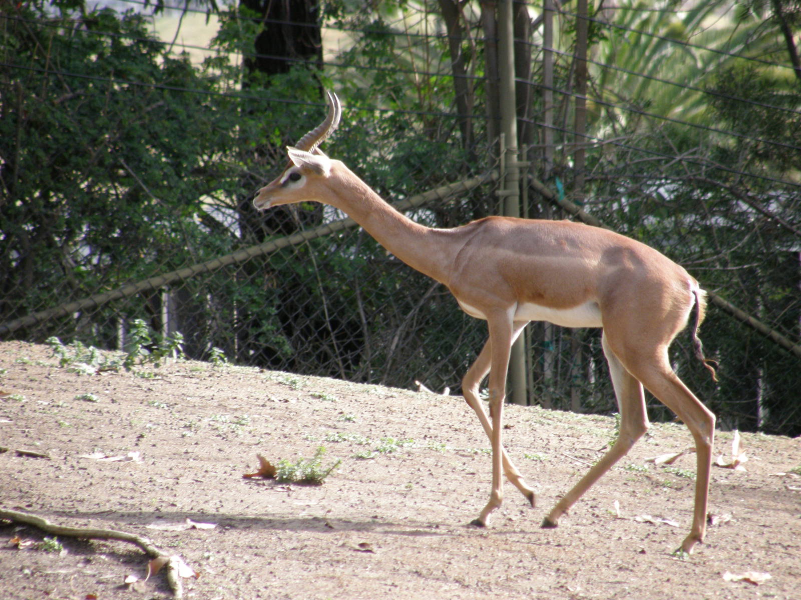 gerenuk