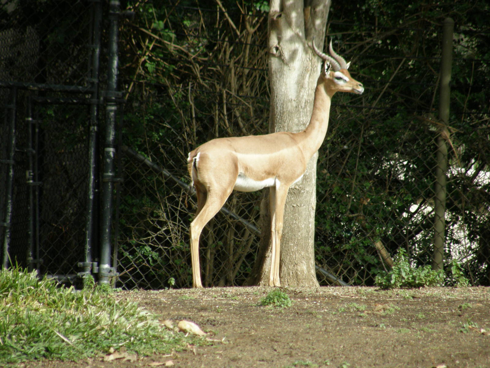 gerenuk