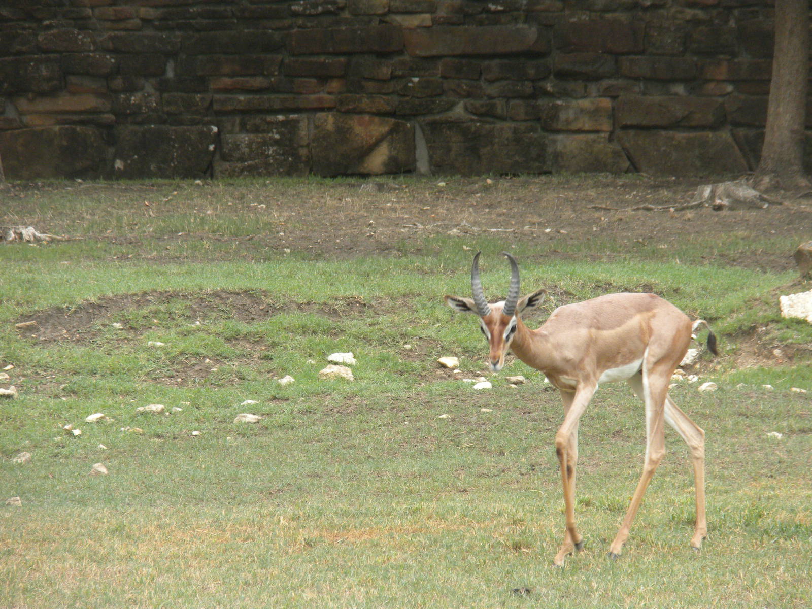 Gerenuk