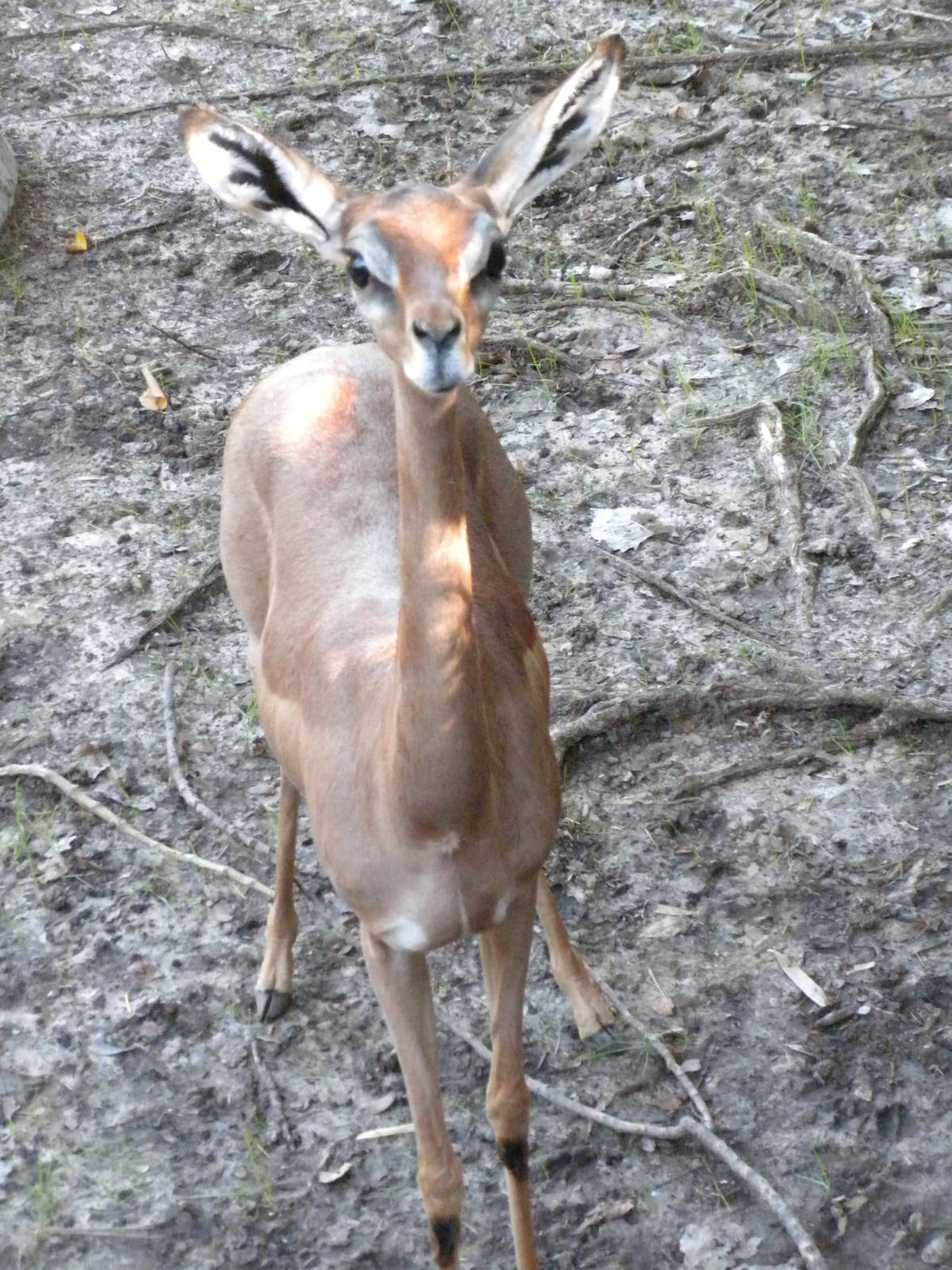 Gerenuk