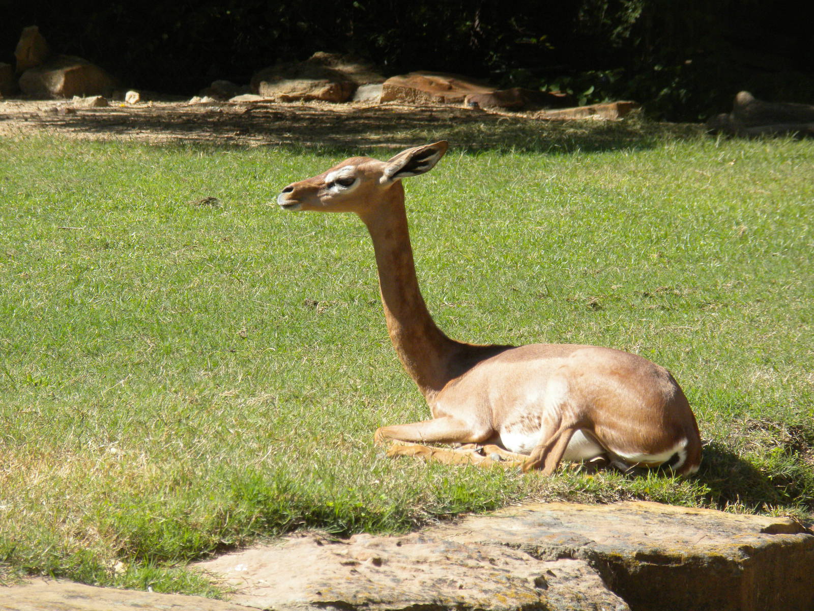 Gerenuk