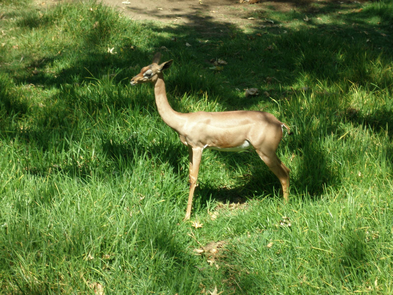 gerenuk