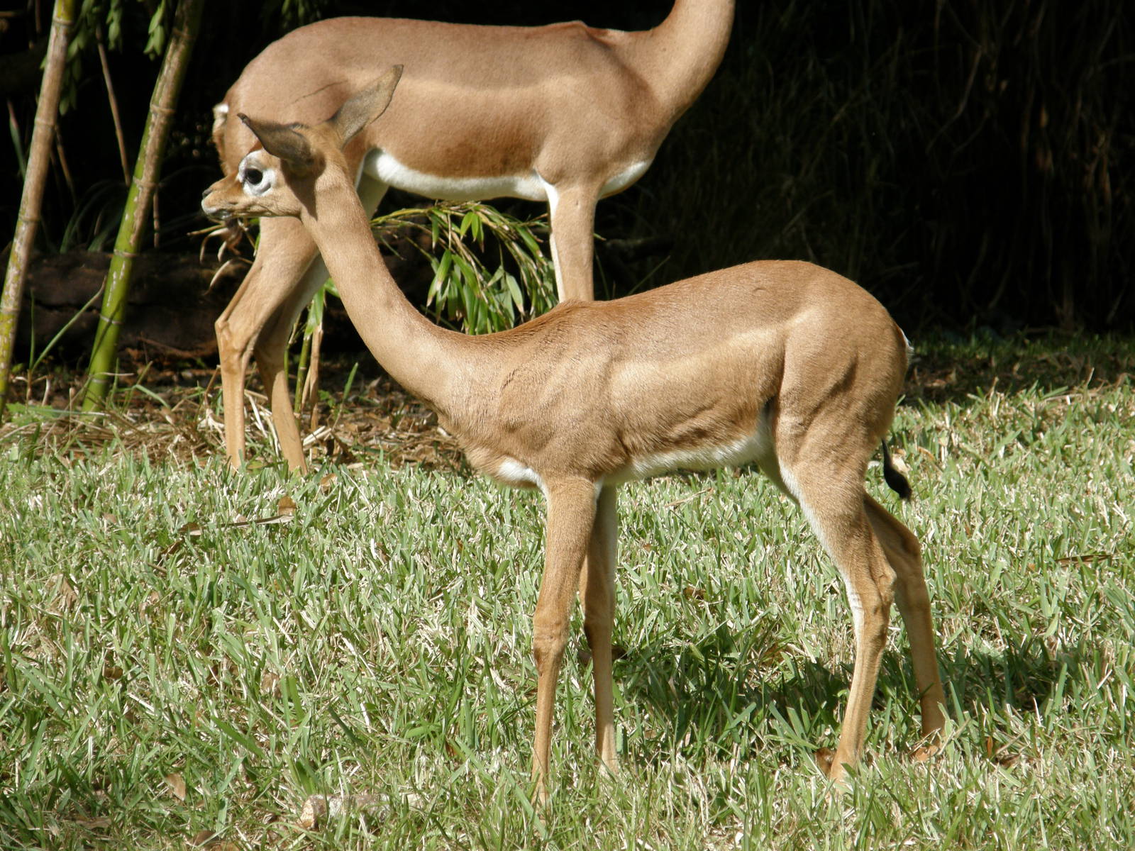 gerenuk
