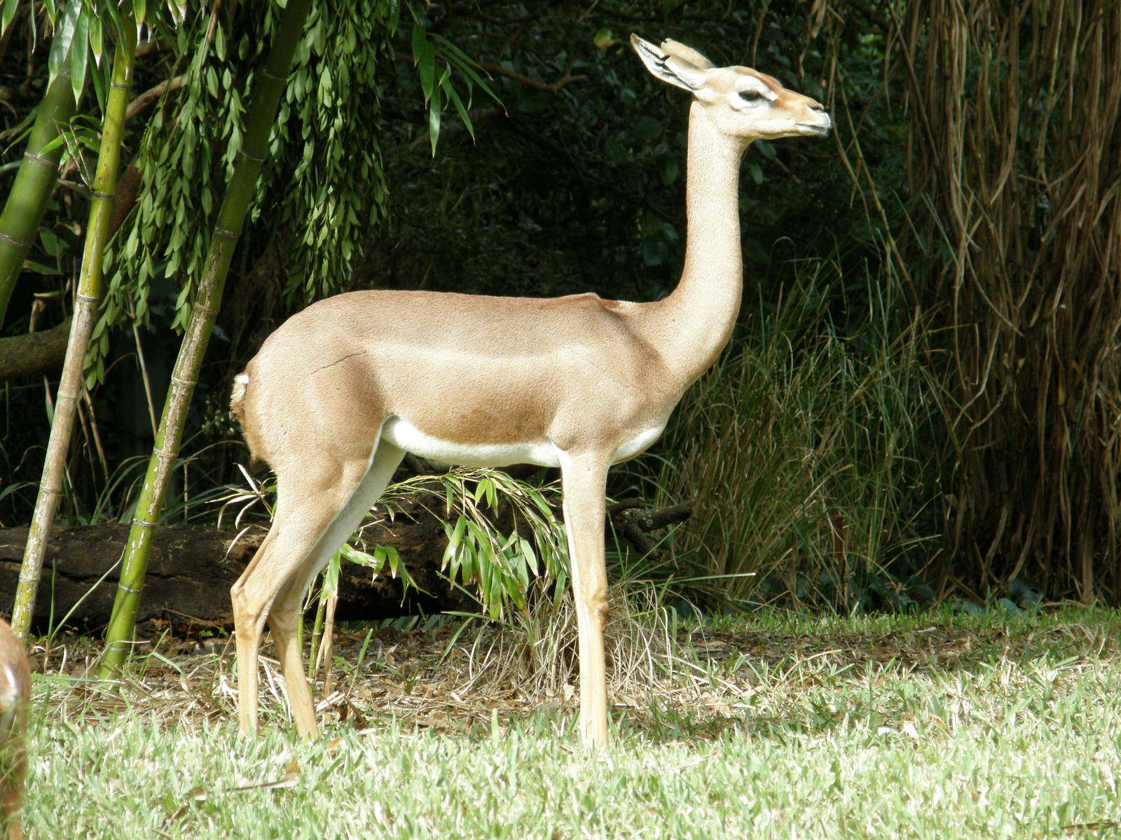 gerenuk
