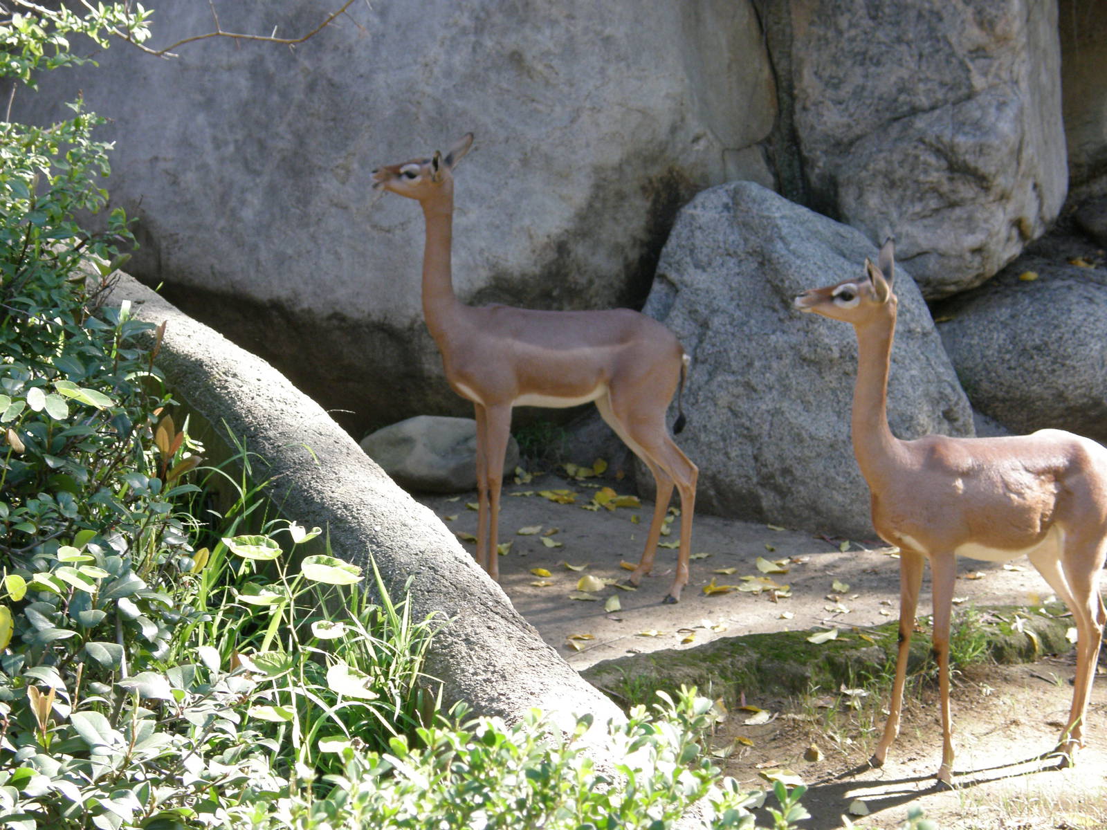 gerenuk