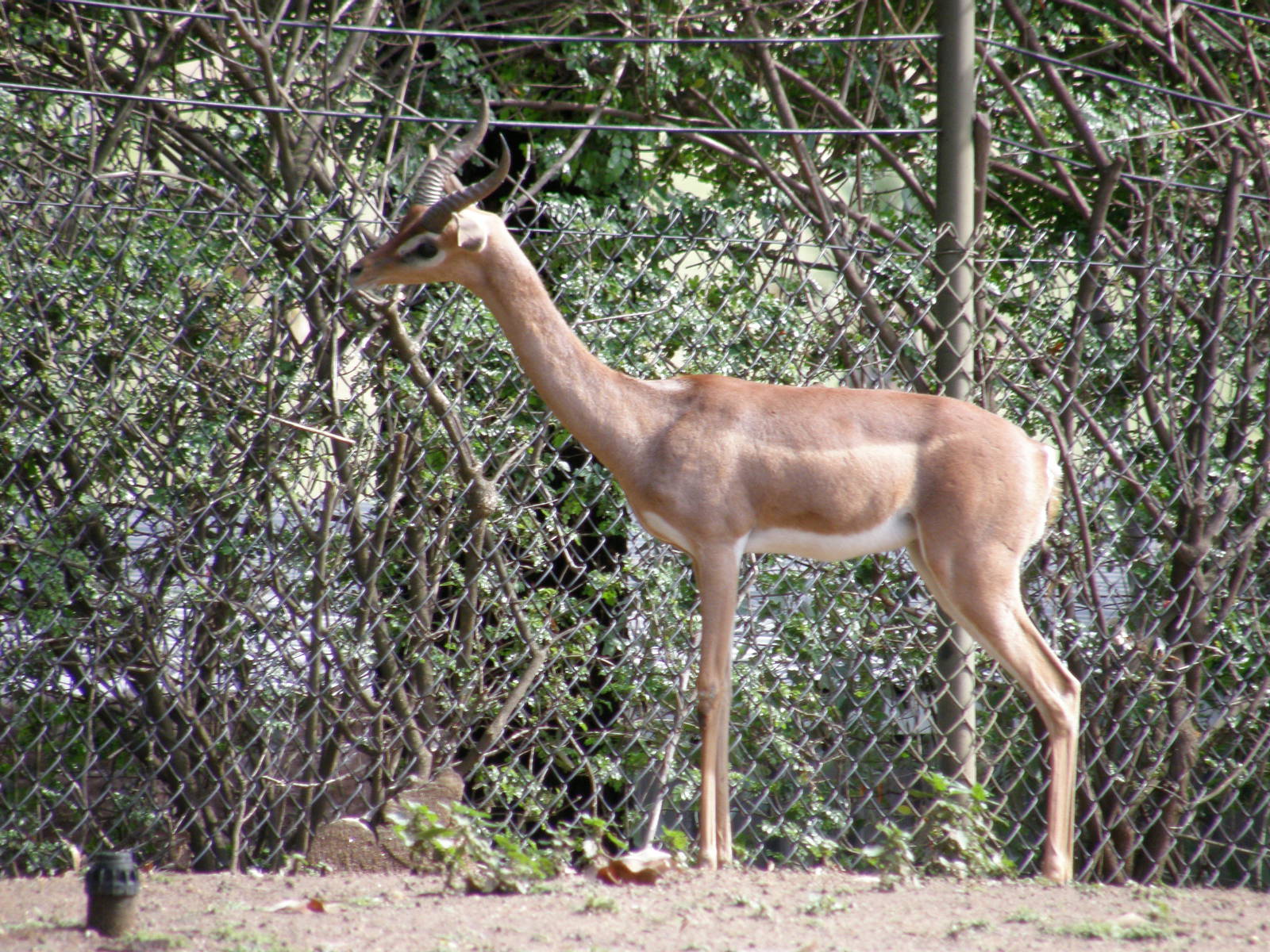 gerenuk