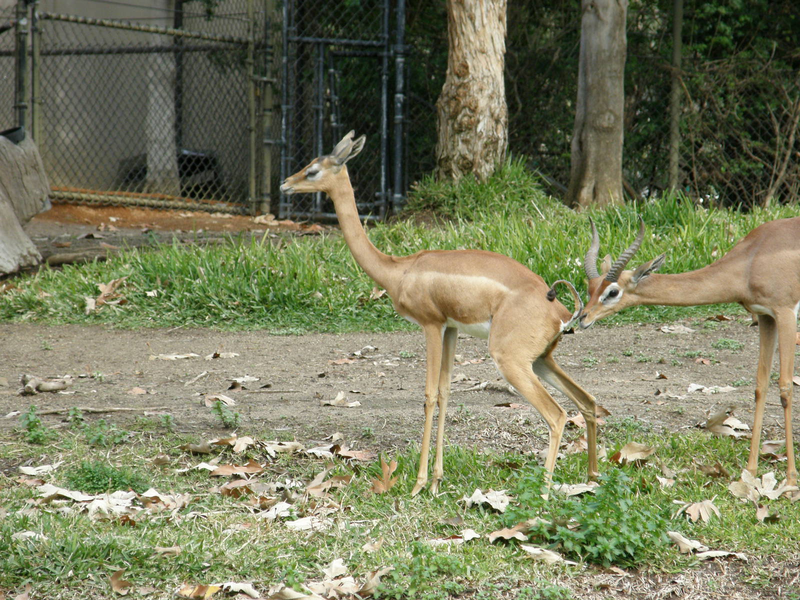 gerenuk