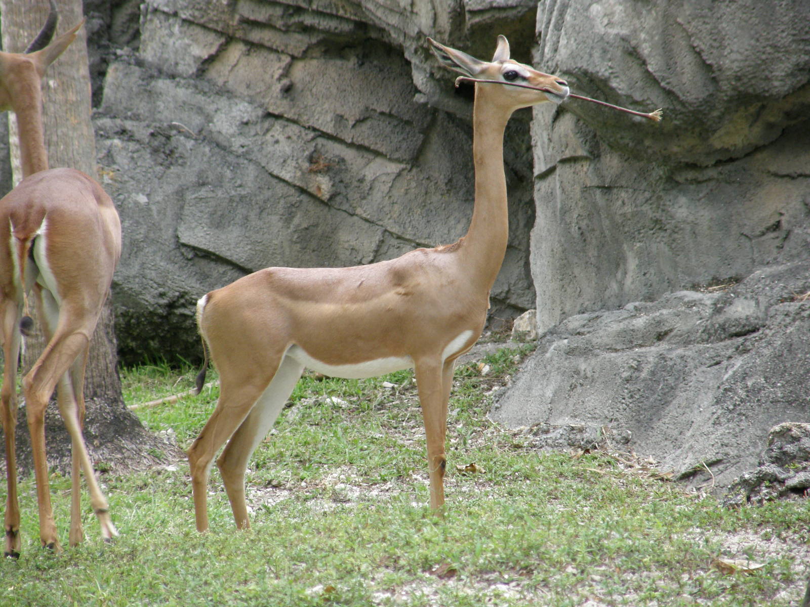 gerenuk
