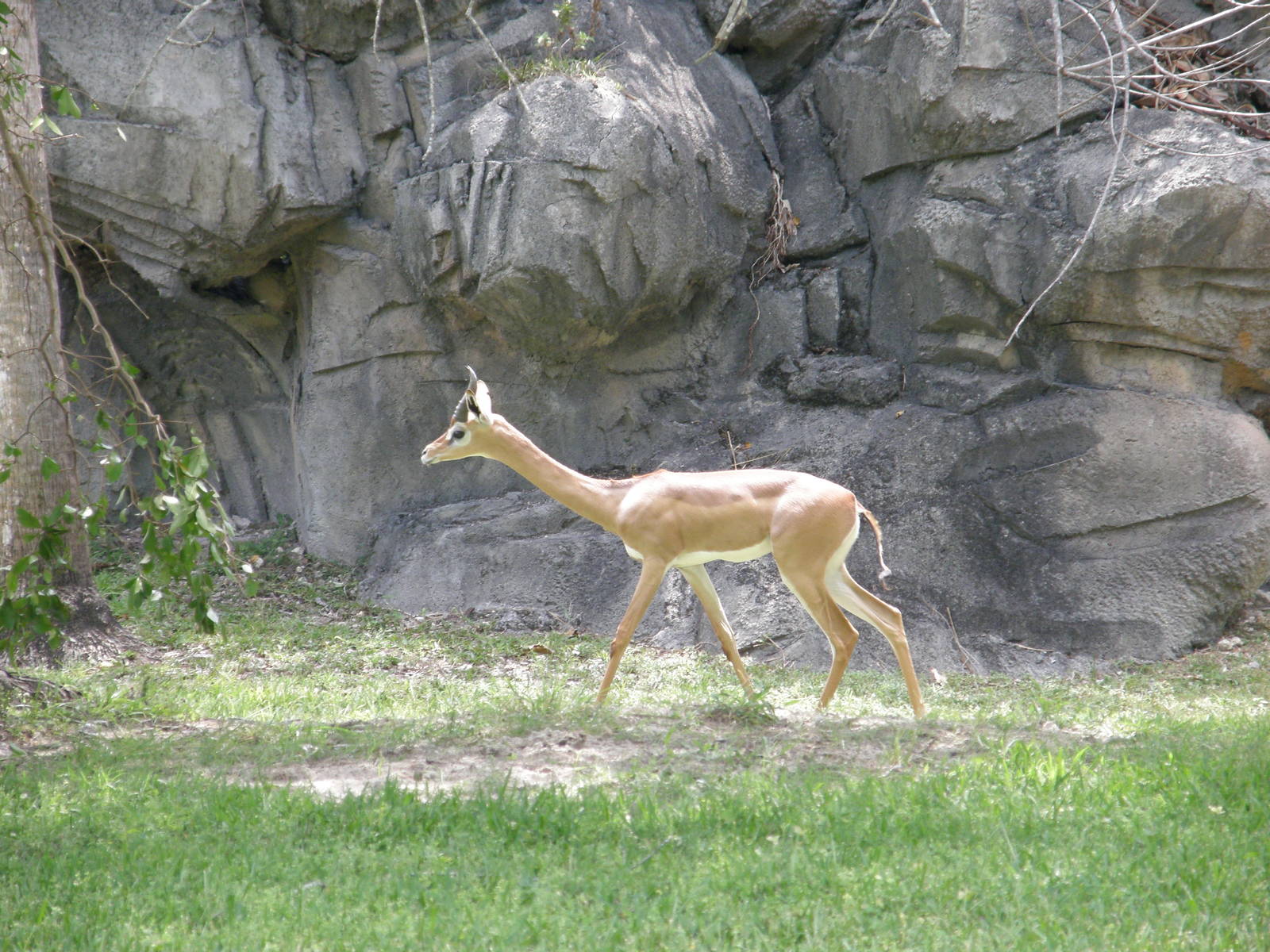 gerenuk
