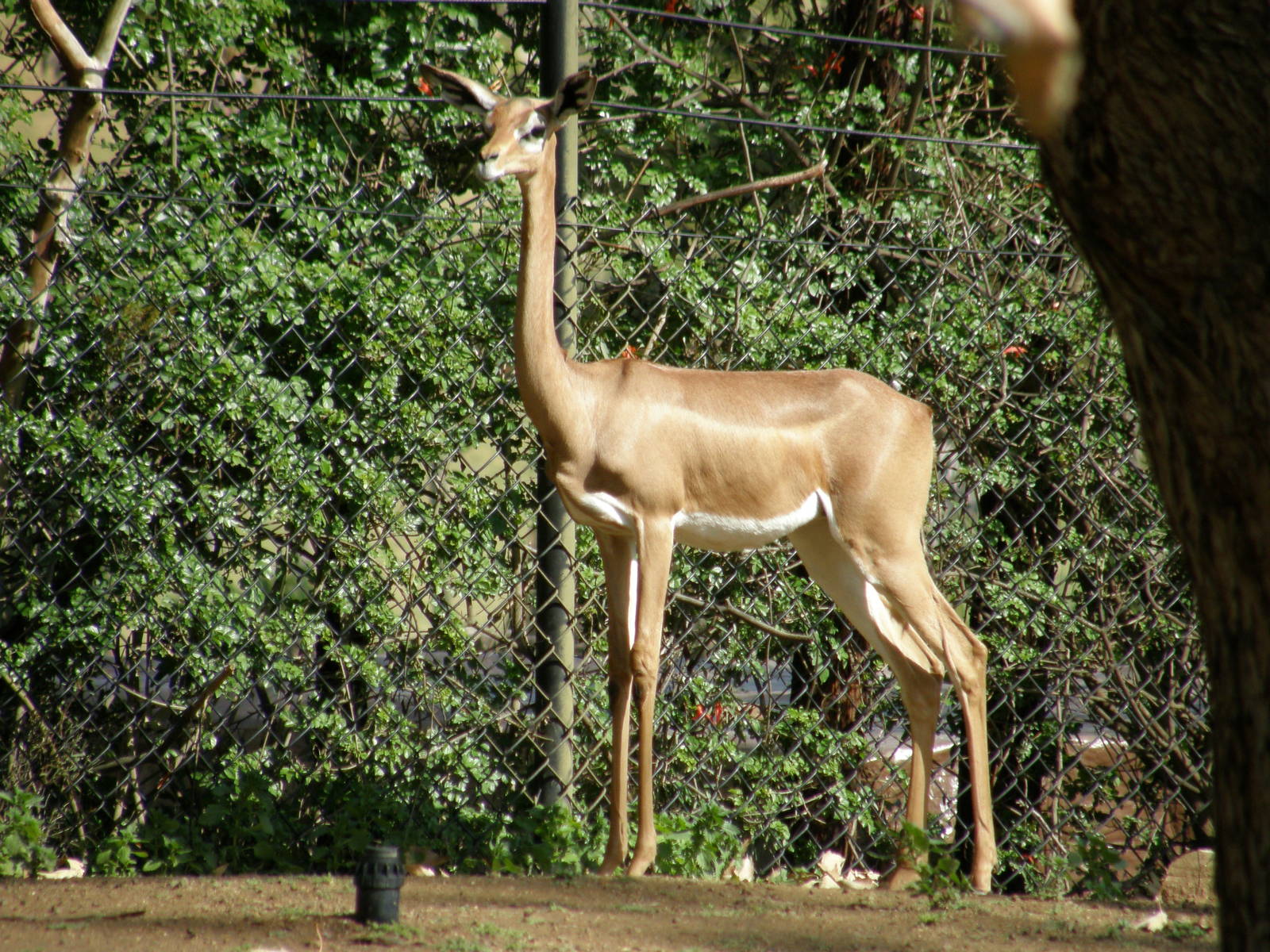 gerenuk