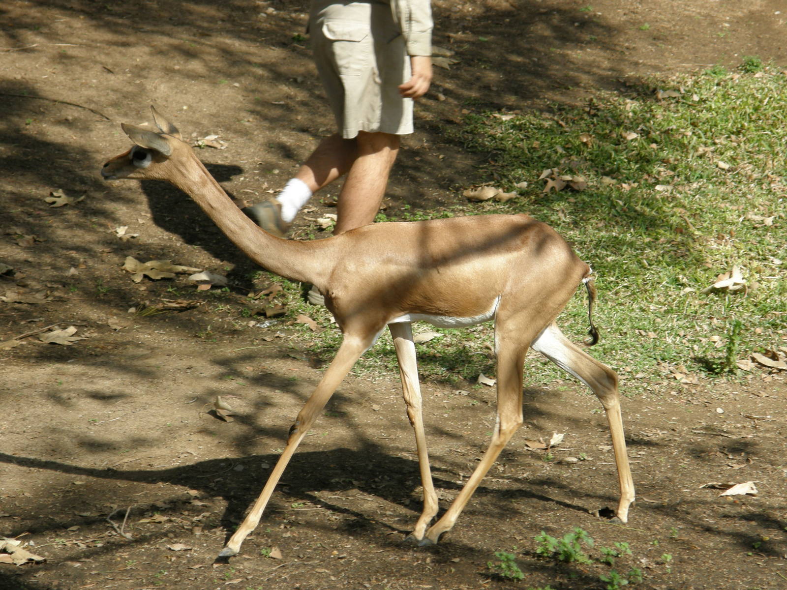 gerenuk