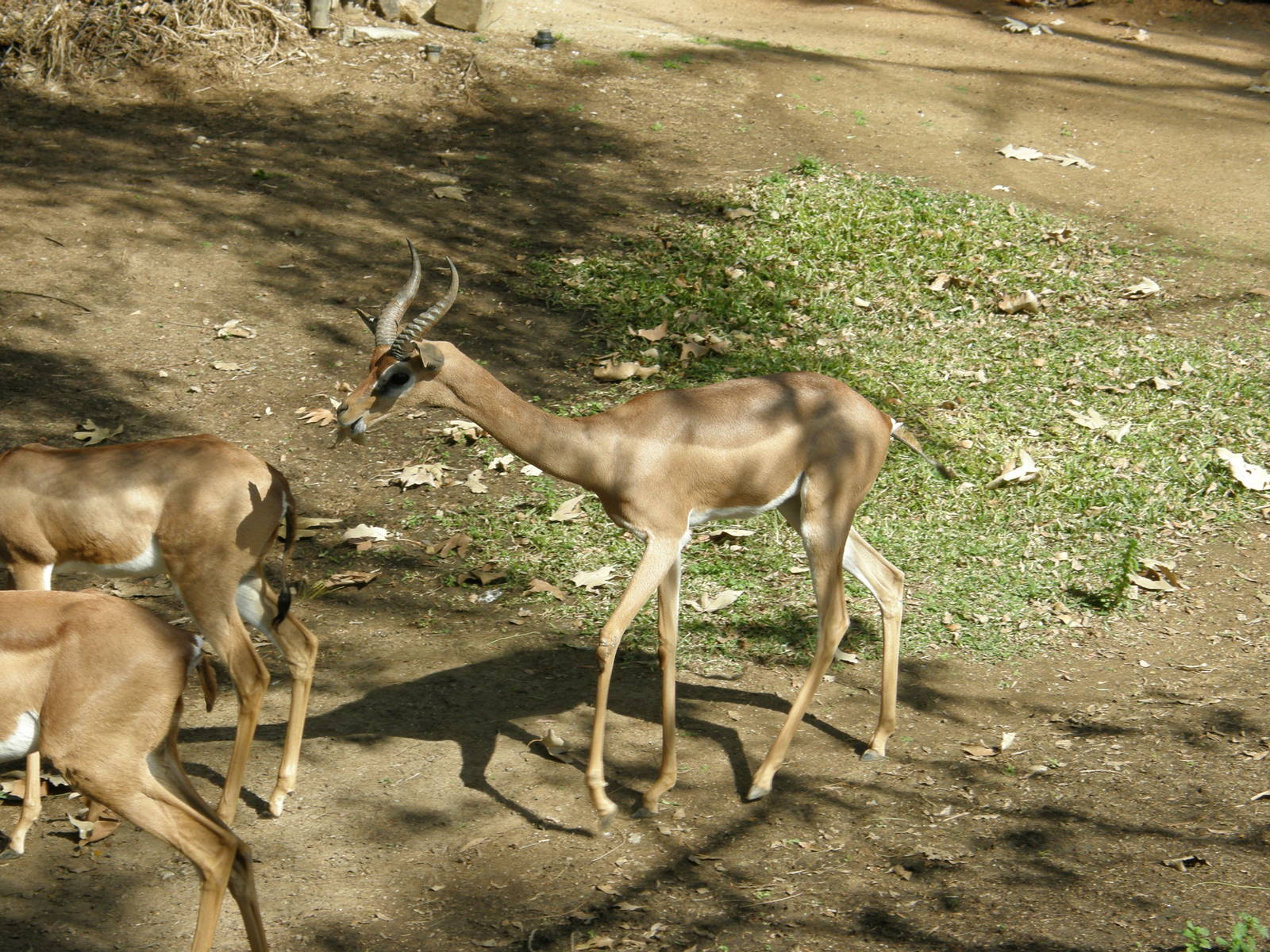 gerenuk