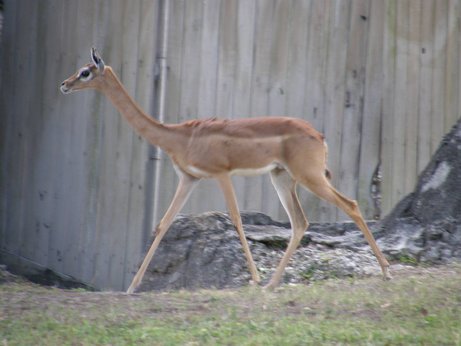 gerenuk