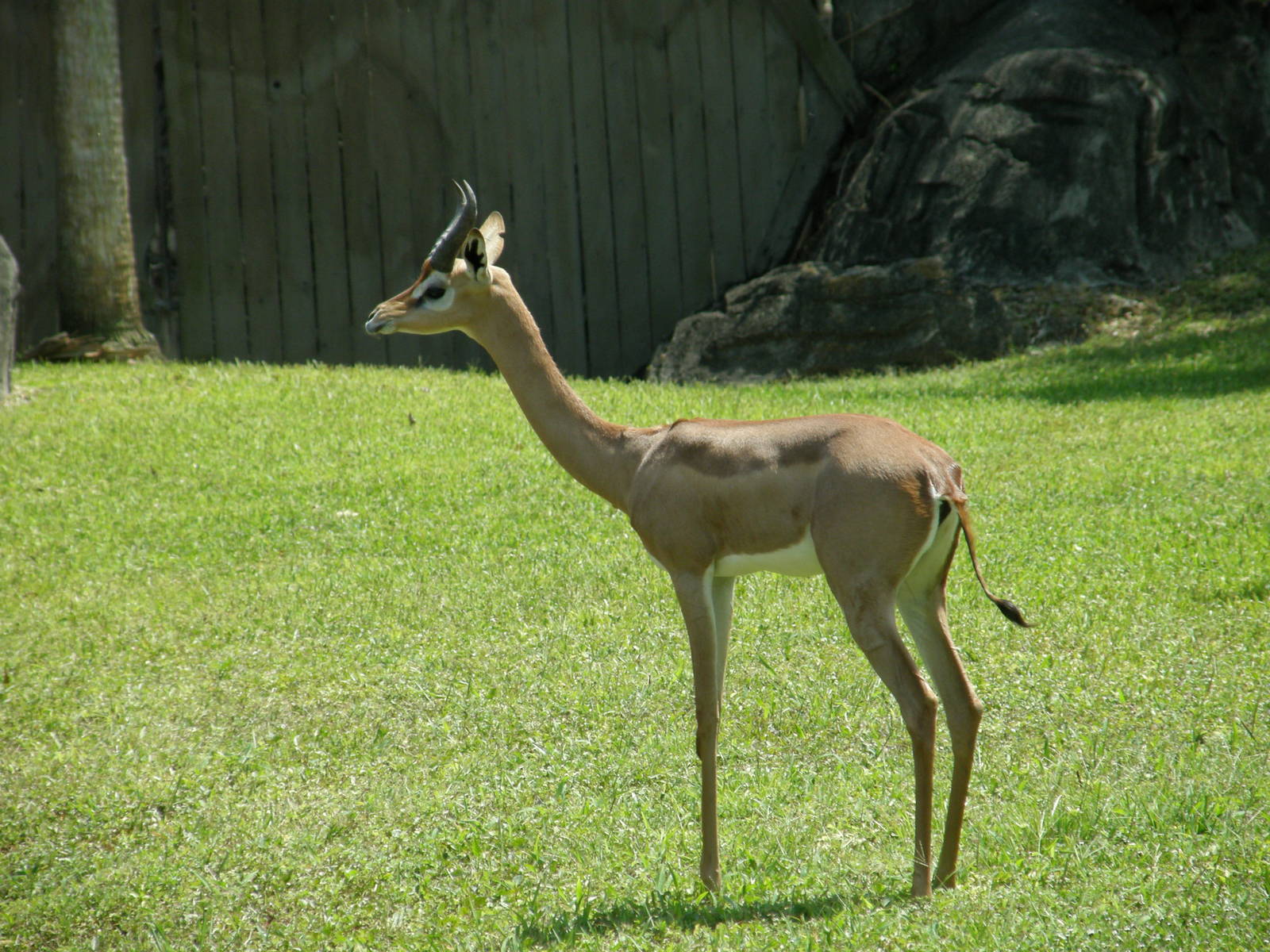 gerenuk