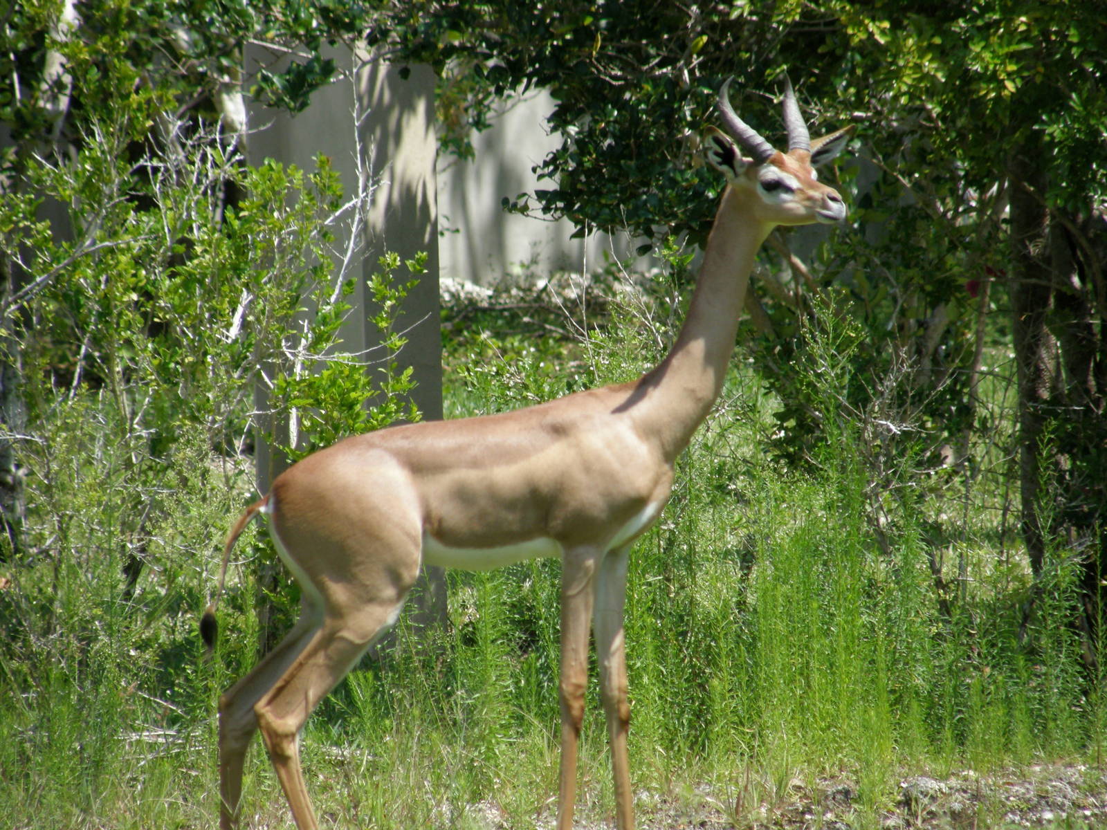 gerenuk