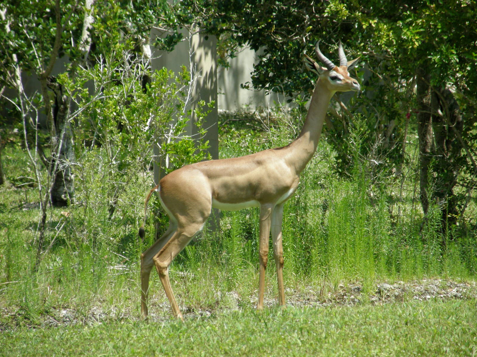 gerenuk