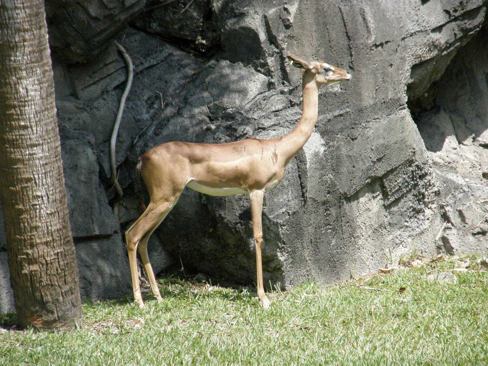 gerenuk