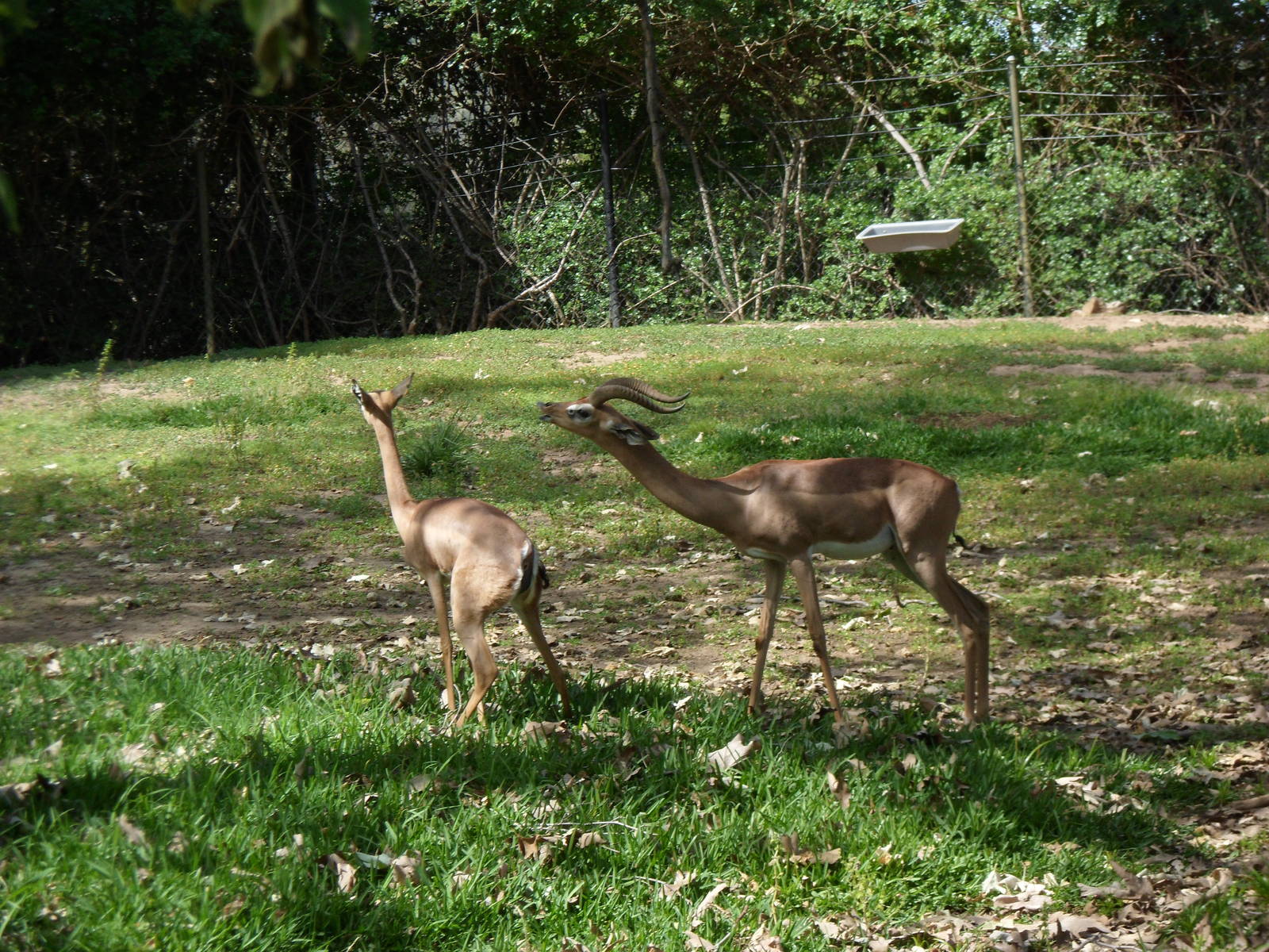 Gerenuk
