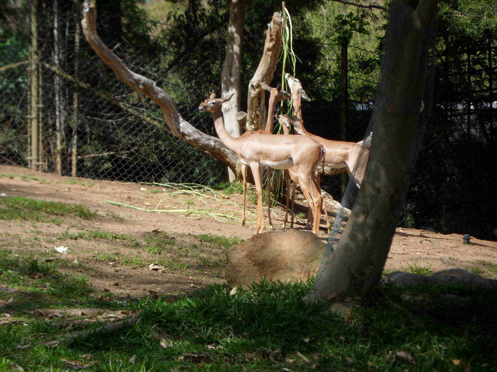 Gerenuk