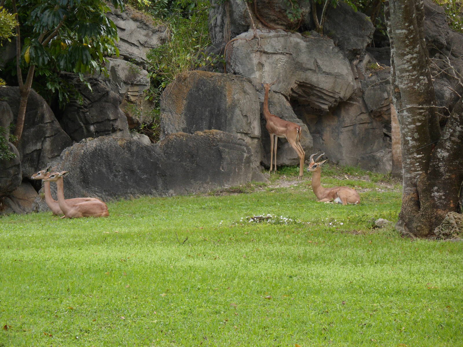 Gerenuk