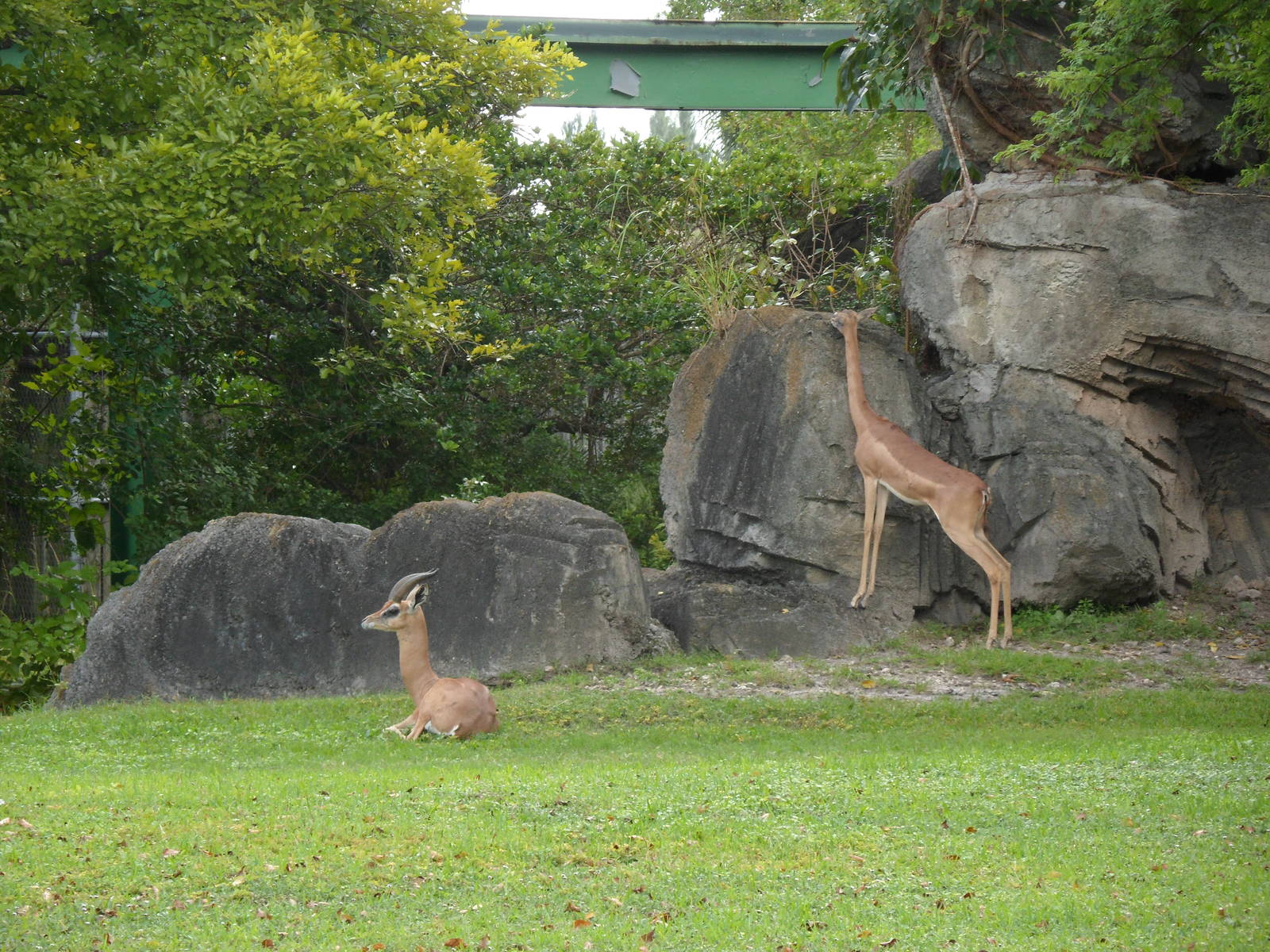 Gerenuk