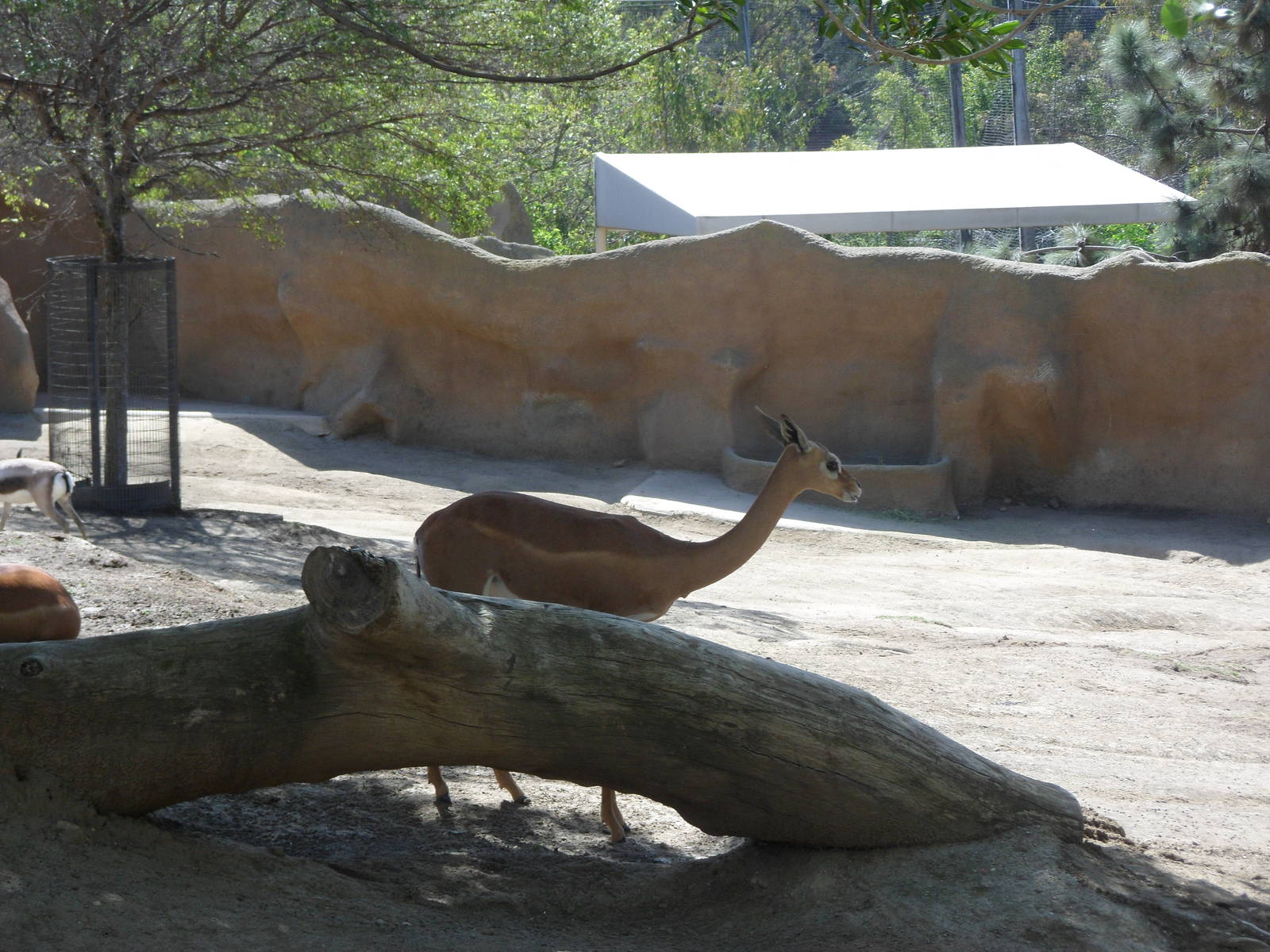 Gerenuk