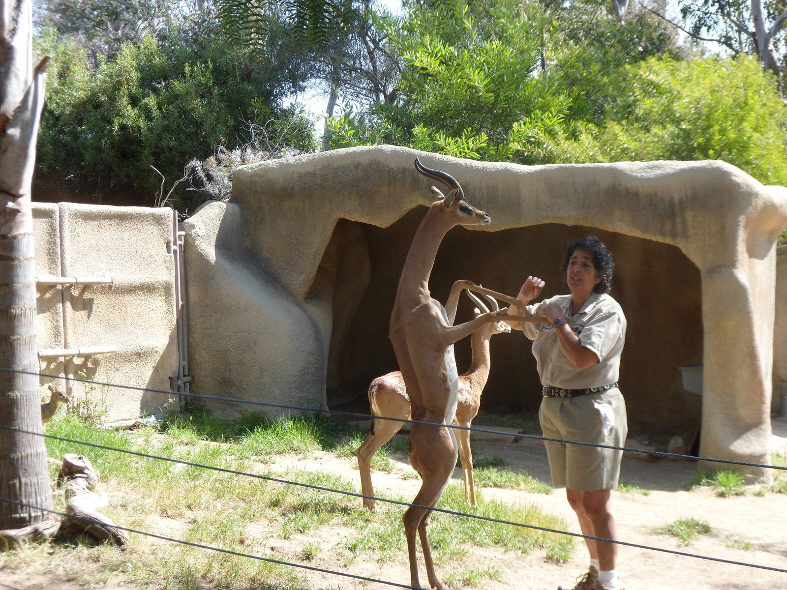 Gerenuk