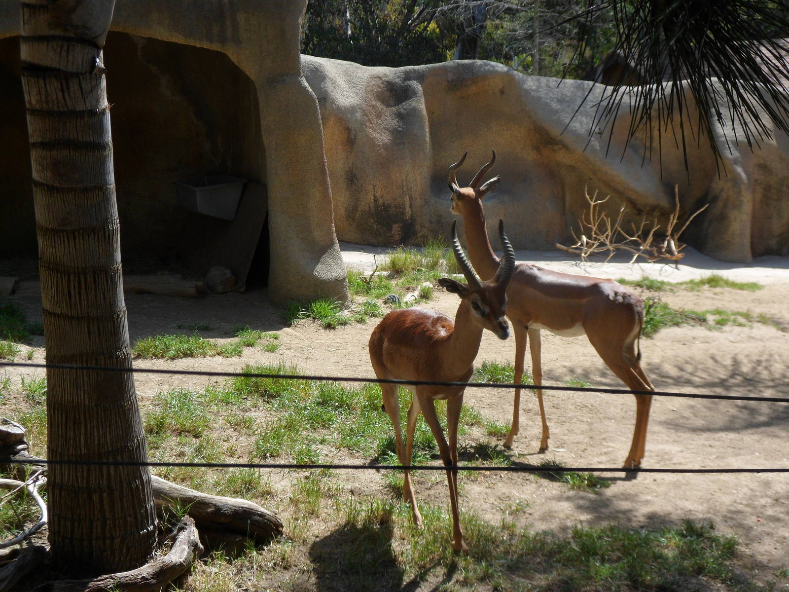 Gerenuk