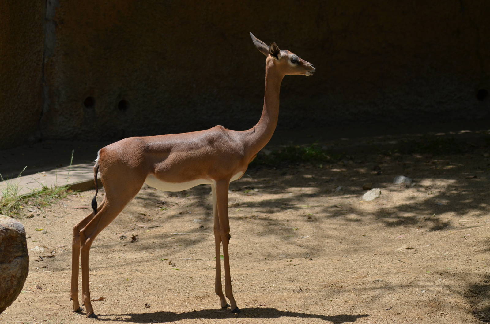 Gerenuk