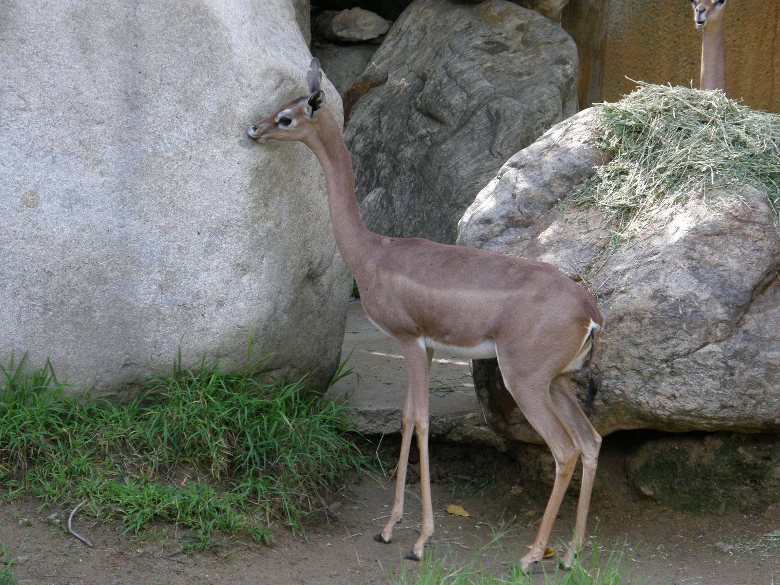 gerenuk