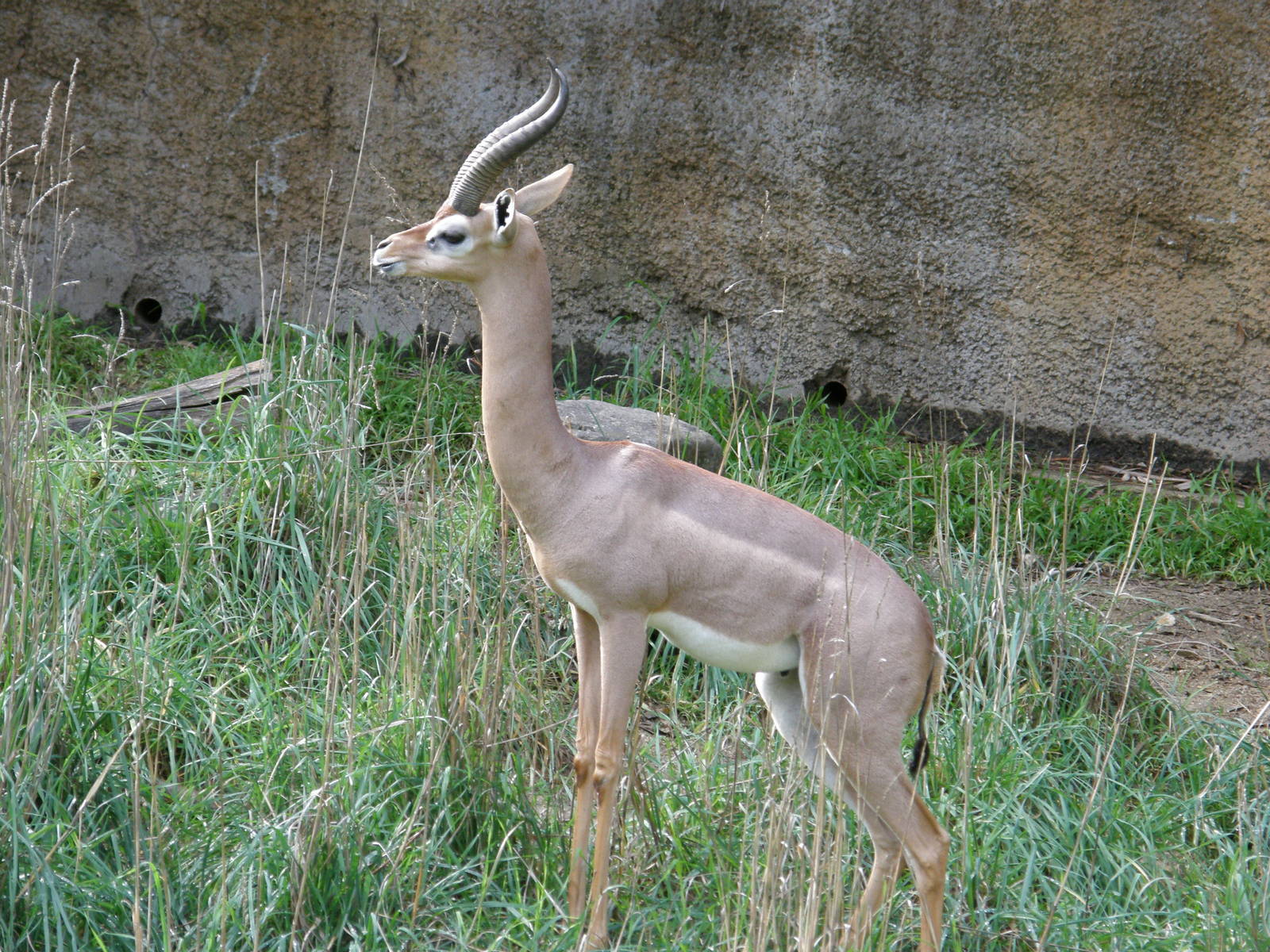 gerenuk
