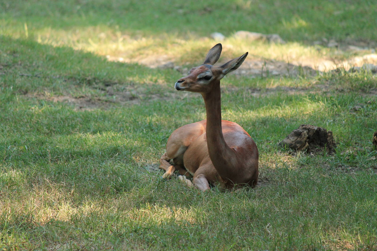 Gerenuk