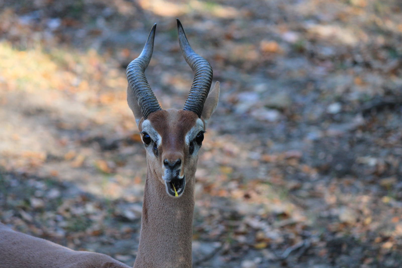 Gerenuk