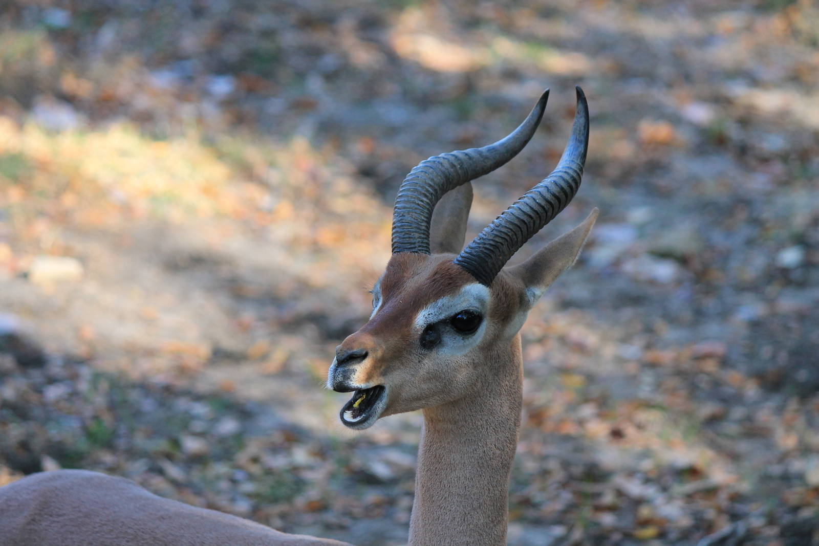 Gerenuk