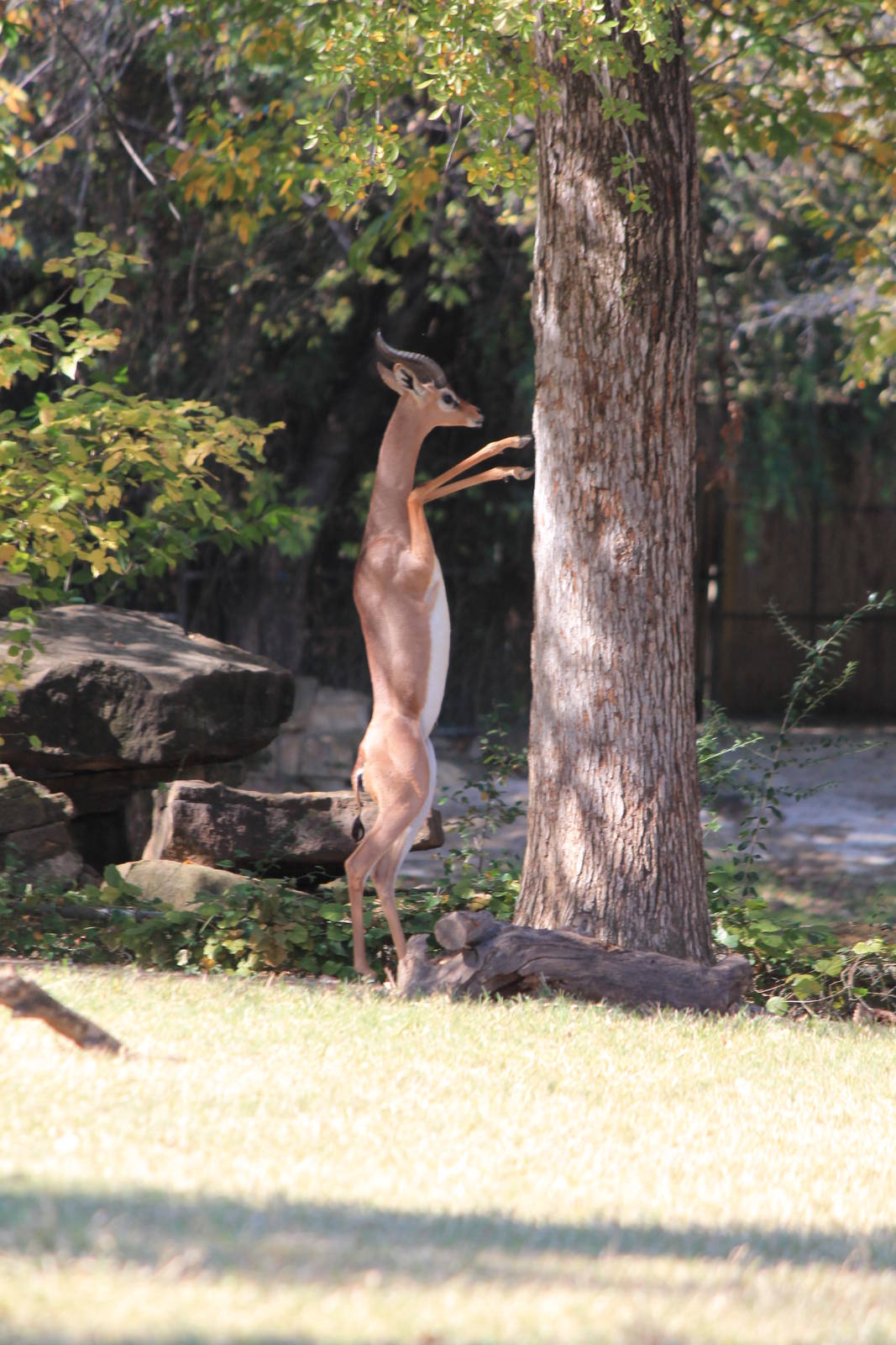 Gerenuk