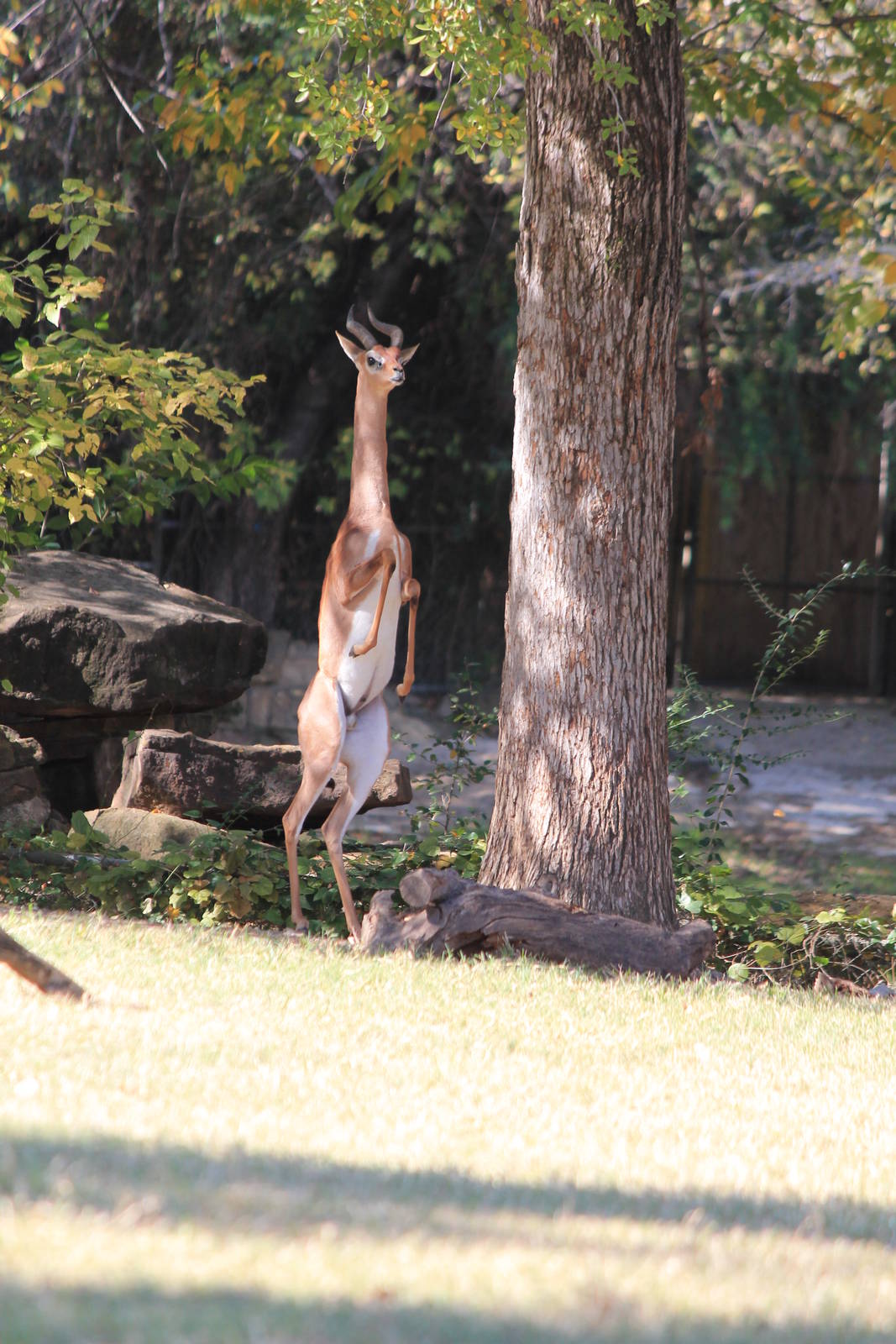 Gerenuk